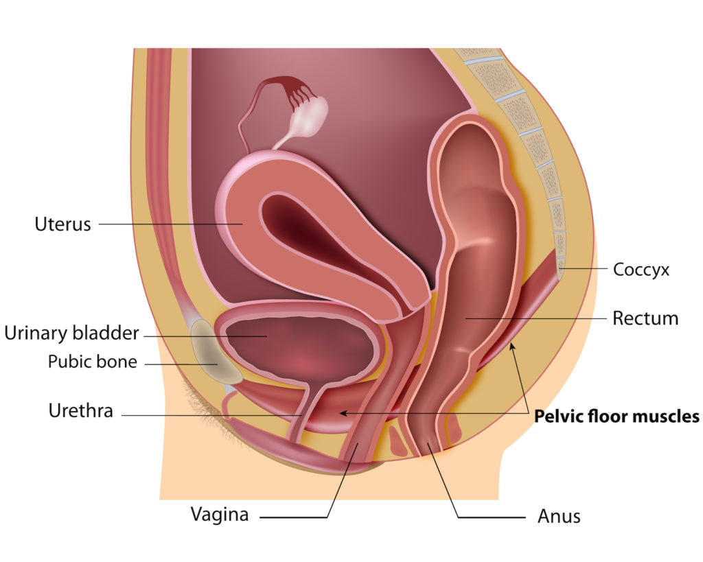 diagram of pelvic floor muscles