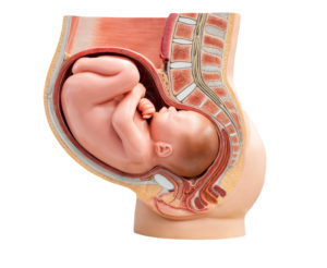 baby in womb educational