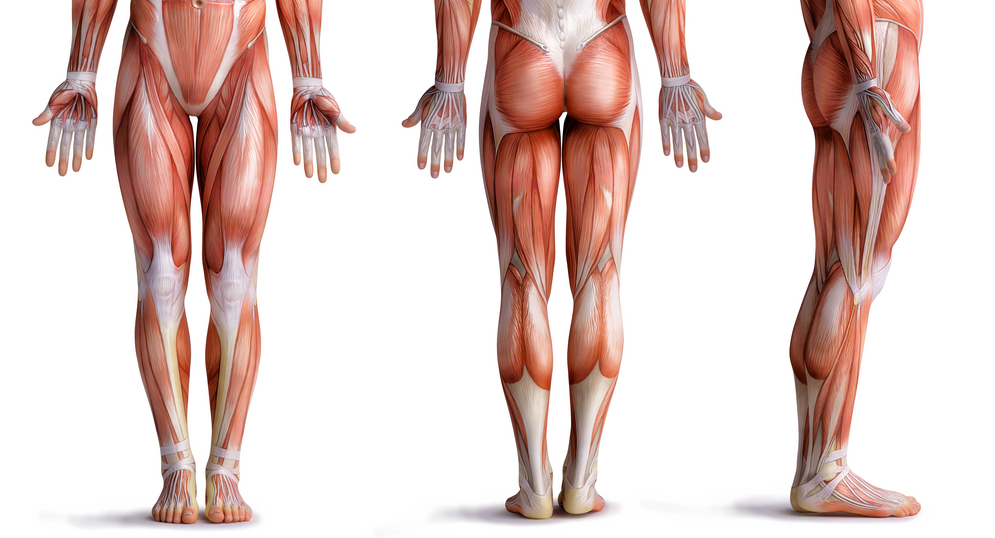 Lower_body_muscles