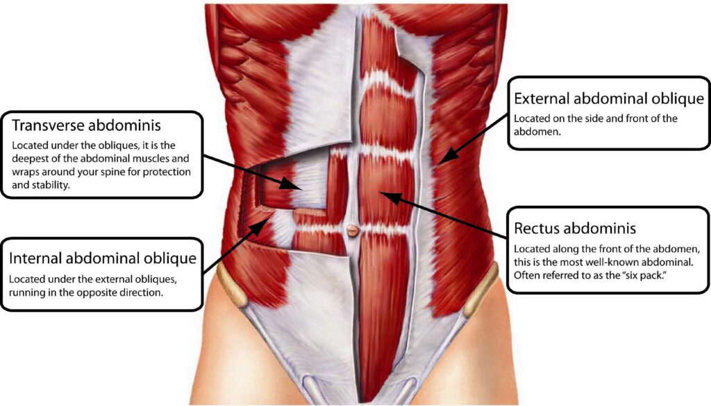 Abdominal-Muscles-